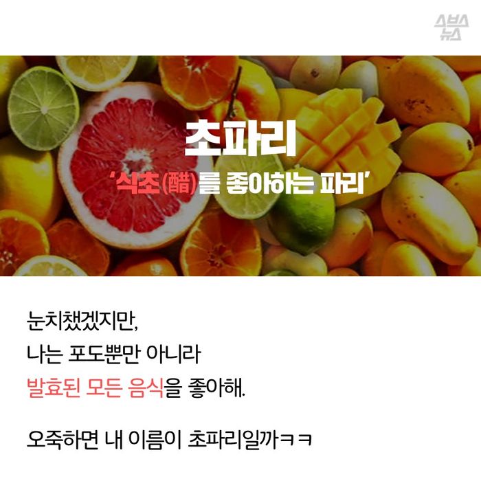 메인이미지  12 : ‘식초(醋)를 좋아하는 파리’

눈치챘겠지만, 
나는 포도뿐만 아니라 
발효된 모든 음식을 좋아해.

오죽하면 내 이름이 초파리일까ㅋㅋ