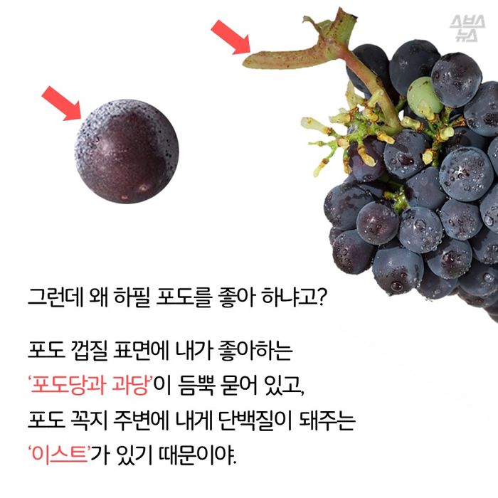 메인이미지  13 : 그런데 왜 하필 포도를 좋아 하냐고?

포도 껍질 표면에 내가 좋아하는 
‘포도당과 과당’이 듬뿍 묻어 있고,
포도 꼭지 주변에 내게 단백질이 돼주는 
‘이스트’가 있기 때문이야.