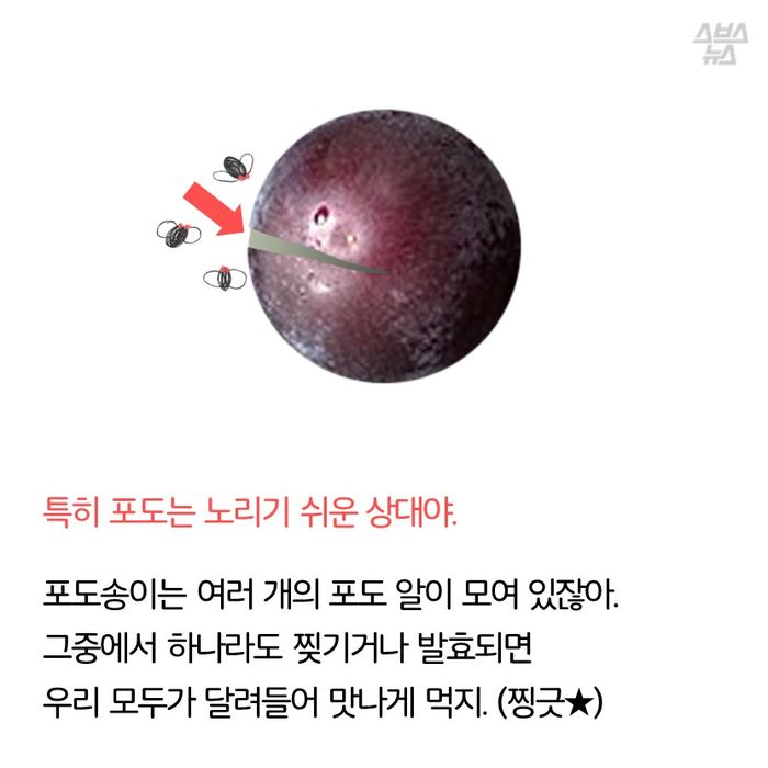 메인이미지  14 : 특히 포도는 노리기 쉬운 상대야.

포도송이는 여러 개의 포도 알이 모여 있잖아.
그중에서 하나라도 찢기거나 발효되면
우리 모두가 달려들어 맛나게 먹지. (찡긋★)