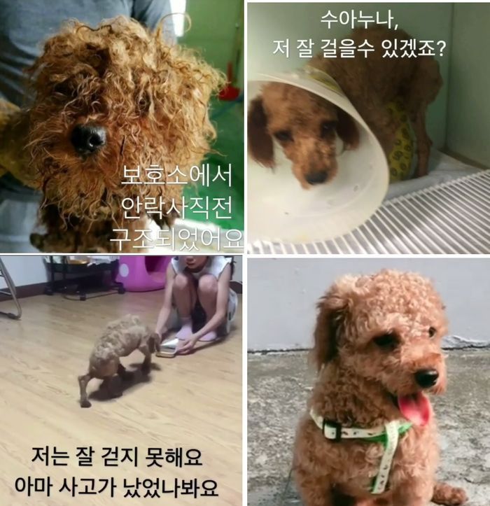 [SBS Star] Hong Soo-Ah Rescues Abandoned Dog 'Pooh'