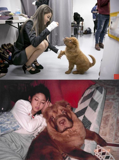 [SBS Star] FTISLAND Lee Hong-gi Adopts AOA Seolhyun's Puppy