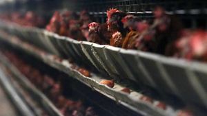 양평 양계장 화재로 2억 원 재산 피해