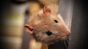 필리핀서 렙토스피라증 환자 급증&hellip;한 달 새 38명 사망