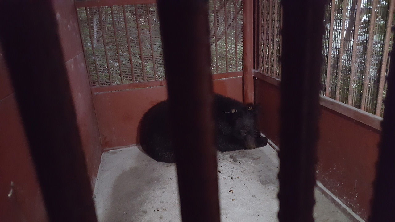 [취재파일] 반달곰을 또 다시 시험할 권리가 누구에게 있는가?