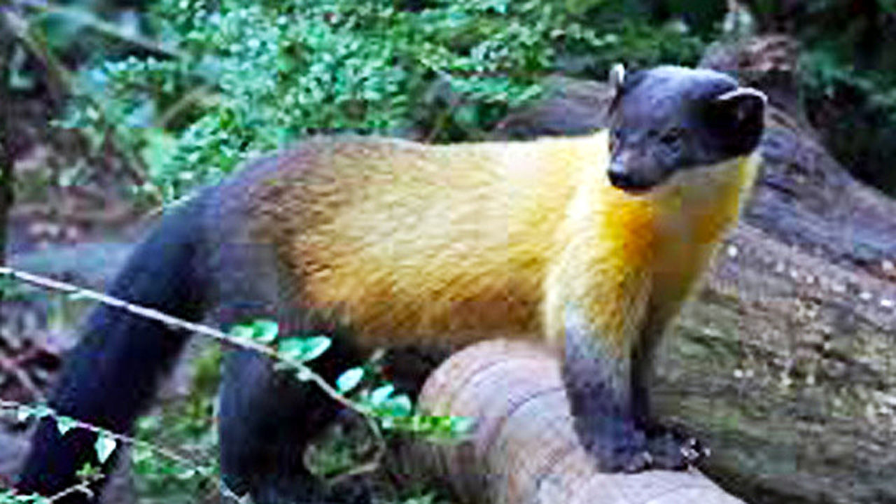 [취재파일] 반달곰을 또 다시 시험할 권리가 누구에게 있는가?