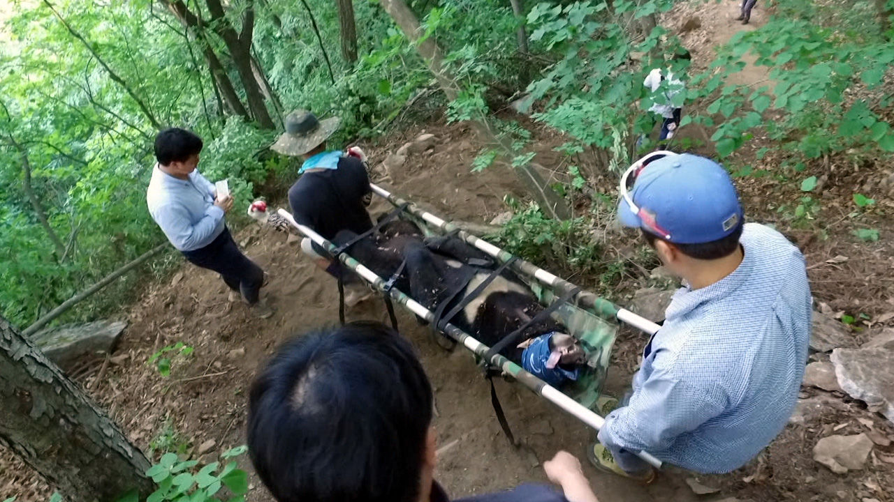 [취재파일] 반달곰을 또 다시 시험할 권리가 누구에게 있는가?