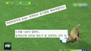 [오!클릭] 초대받지 않은 손님…강아지의 수준급 드리블?