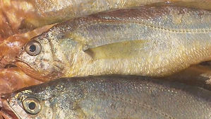 [제주] 만선 기쁨 나눠요!…제철 참조기로 웃음 찾은 어민들