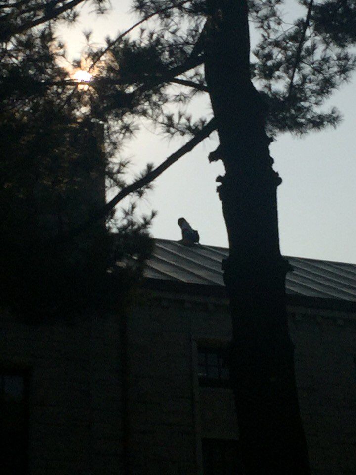 [뉴스pick] 고려대 건물 지붕 올라가 '남학생 찾는' 중국인 여성(사진 = 시청자 제보)