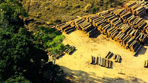 지구촌 산림 유실 심각&hellip;1초마다 축구장 면적 사라져