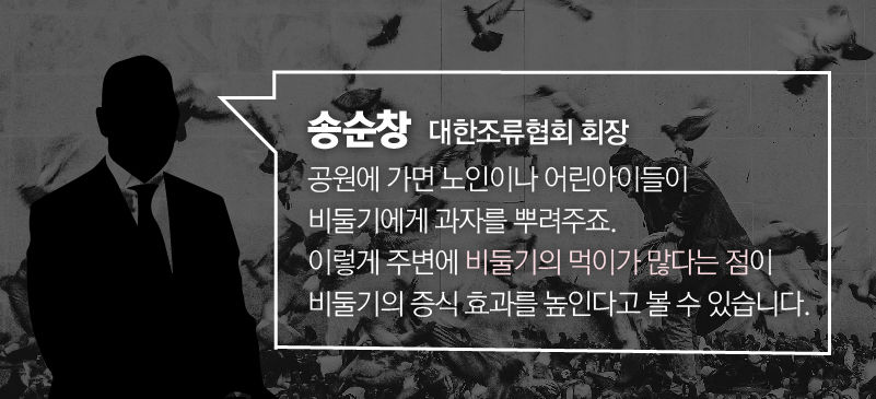 
*그래픽
[송순창 / 대한조류협회 회장]
"공원에 가면 노인이나 어린아이들이 비둘기에게 과자를 뿌려주죠. 이렇게 주변에 비둘기의 먹이가 많다는 점이 비둘기의 증식 효과를 높인다고 볼 수 있습니다." //
