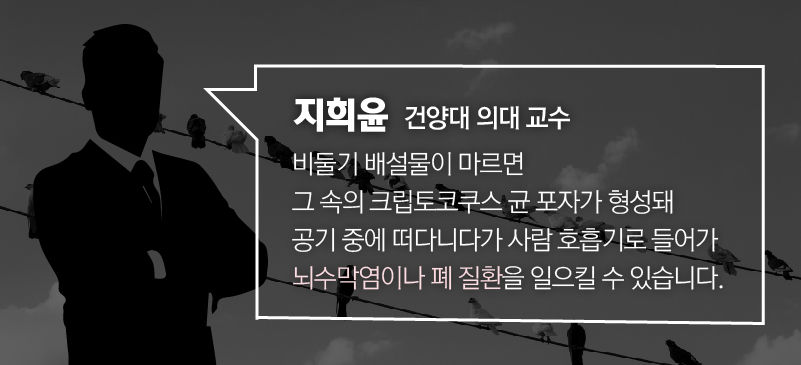 *그래픽
[지희윤 / 건양대 의대 교수]
"비둘기 배설물이 마르면 그 속의 크립토코쿠스 균 포자가 형성돼 공기 중에 떠다니다가 사람 호흡기로 들어가 뇌수막염이나 폐 질환을 일으킬 수 있습니다."