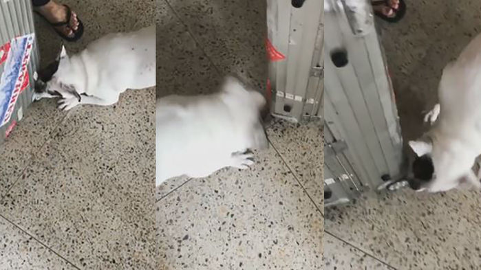 ？[SBS Star] Choi Siwon's Dog 'Bugsy' Video Released... Biting Carrier Viciously