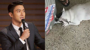 [SBS Star] Choi Siwon's 'Bugsy' Video Released&hellip;Viciously Biting a Suitcase