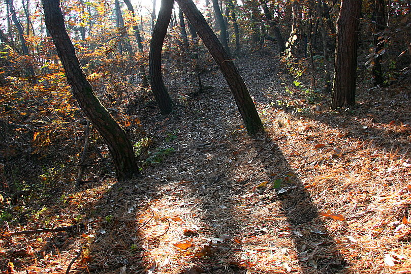 [라이프] 낙엽 속에서 길을 헤매다…여주 여강길 1코스 ①