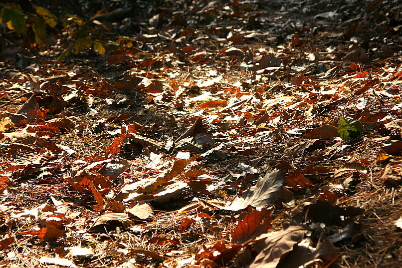 [라이프] 낙엽 속에서 길을 헤매다…여주 여강길 1코스 ①