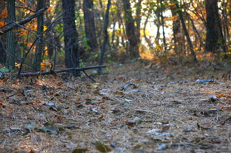 [라이프] 낙엽 속에서 길을 헤매다…여주 여강길 1코스 ①