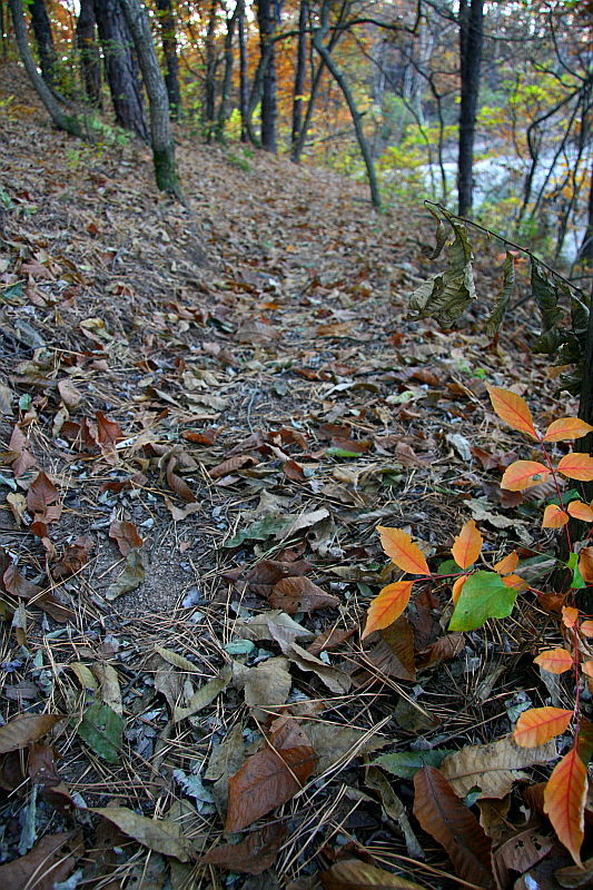 [라이프] 낙엽 속에서 길을 헤매다…여주 여강길 1코스 ①