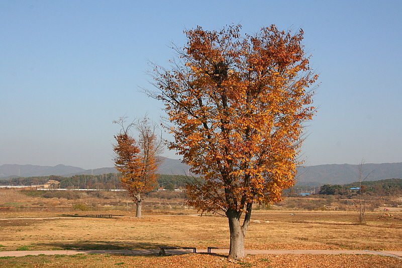 [라이프] 낙엽 속에서 길을 헤매다…여주 여강길 1코스 ①