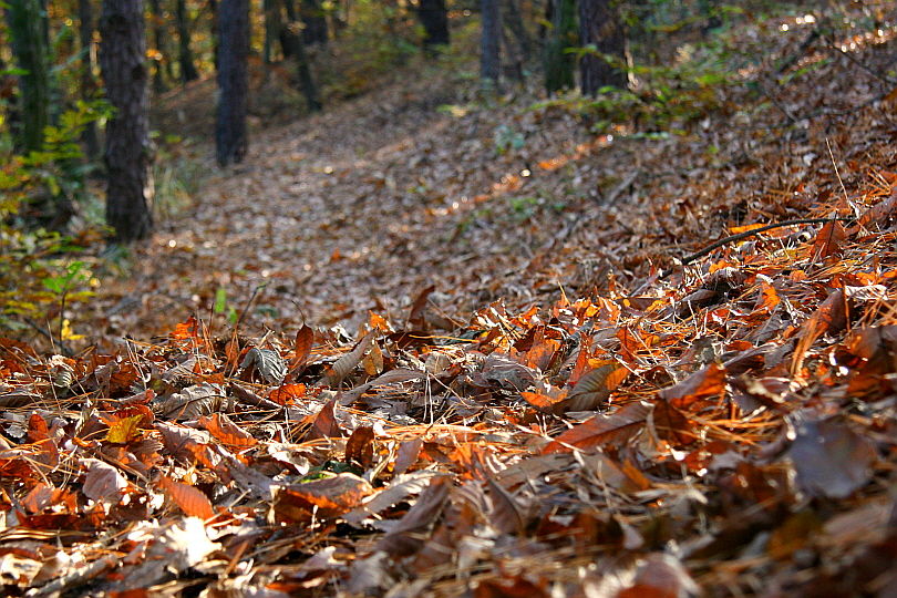 [라이프] 낙엽 속에서 길을 헤매다…여주 여강길 1코스 ①