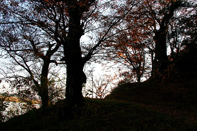 [라이프] 낙엽 속에서 길을 헤매다…여주 여강길 1코스 ①