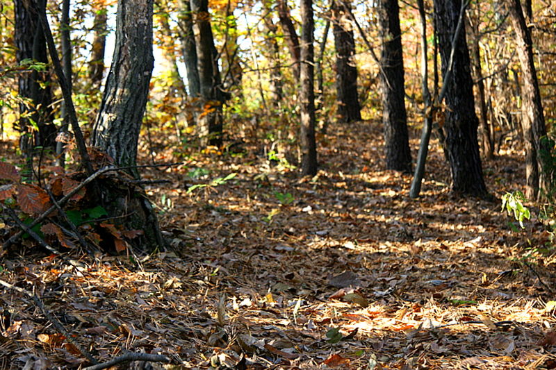 [라이프] 낙엽 속에서 길을 헤매다…여주 여강길 1코스 ①