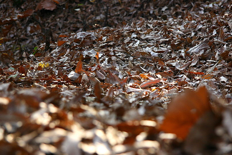 [라이프] 낙엽 속에서 길을 헤매다…여주 여강길 1코스 ①