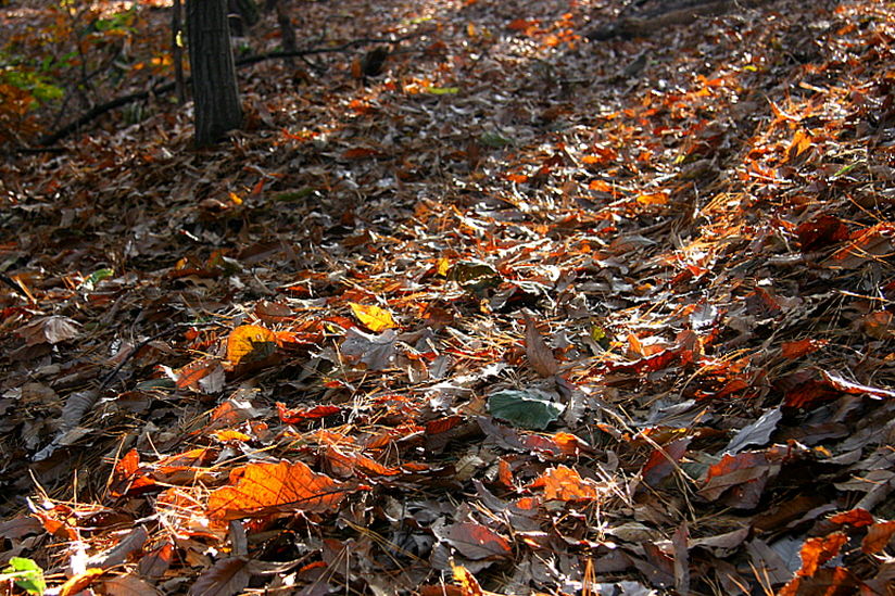 [라이프] 낙엽 속에서 길을 헤매다…여주 여강길 1코스 ①