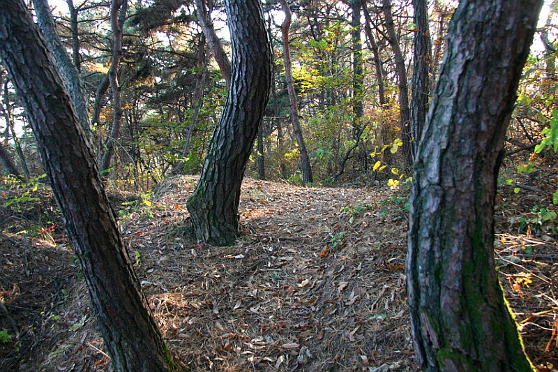 [라이프] 낙엽 속에서 길을 헤매다…여주 여강길 1코스 ①