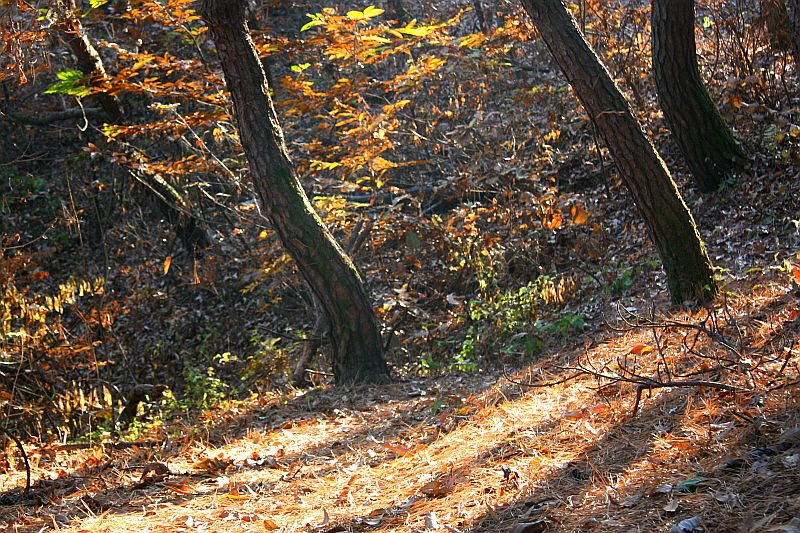 [라이프] 낙엽 속에서 길을 헤매다…여주 여강길 1코스 ①