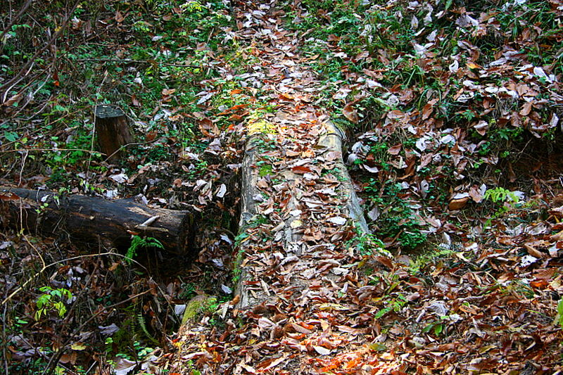 [라이프] 낙엽 속에서 길을 헤매다…여주 여강길 1코스 ①