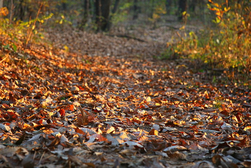[라이프] 낙엽 속에서 길을 헤매다…여주 여강길 1코스 ①