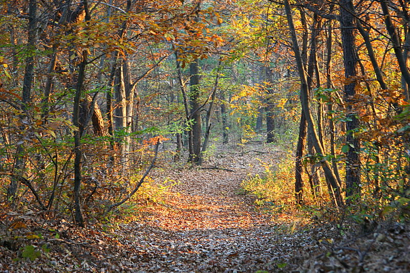 [라이프] 낙엽 속에서 길을 헤매다…여주 여강길 1코스 ①