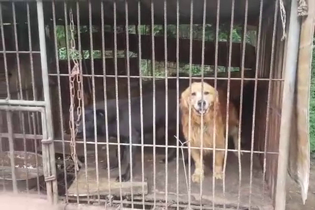 [SBS Star] Daniel Henney Adopts Roscoe from Dog Meat Farm