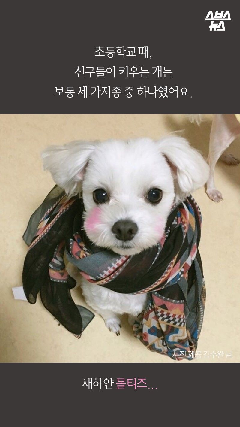 초등학교 때, 
친구들이 키우는 개는 
보통 세 가지종 중 하나였어요. 

새하얀 몰티즈...