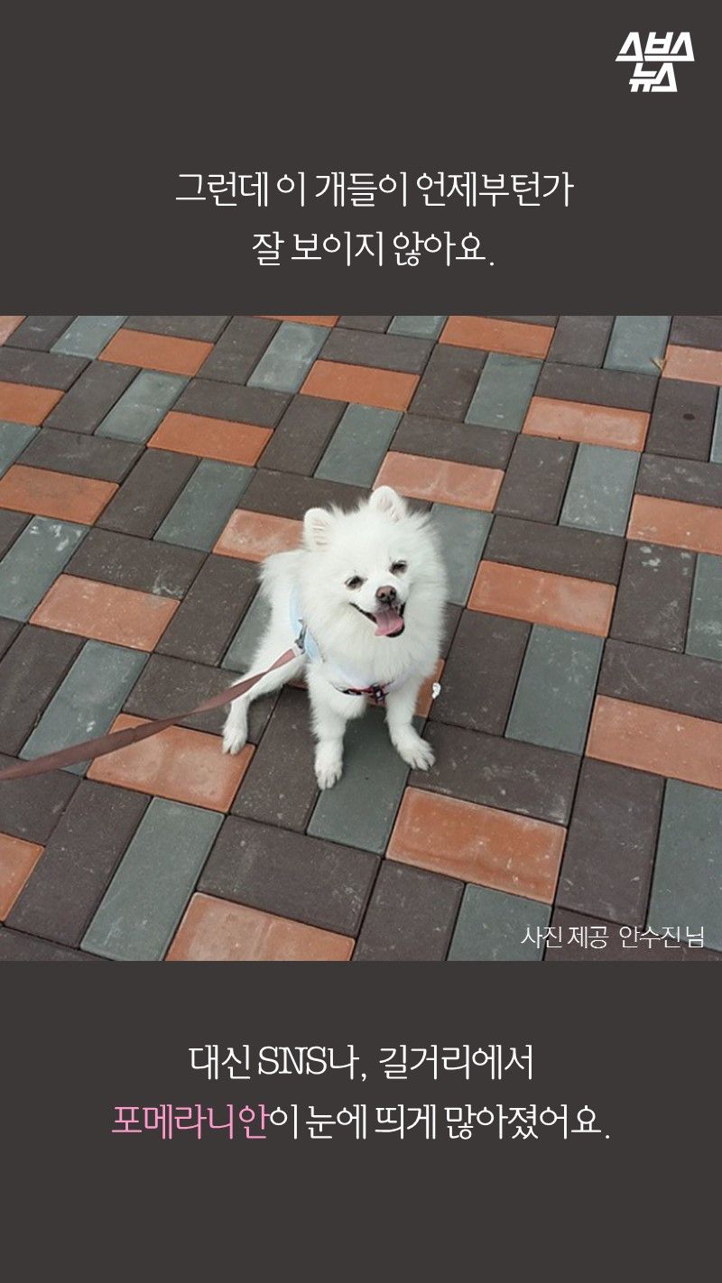 그런데 이 개들이 언제부턴가
잘 보이지 않아요.

대신 SNS나, 길거리에서
포메라니안이 눈에 띄게 많아졌어요. 
