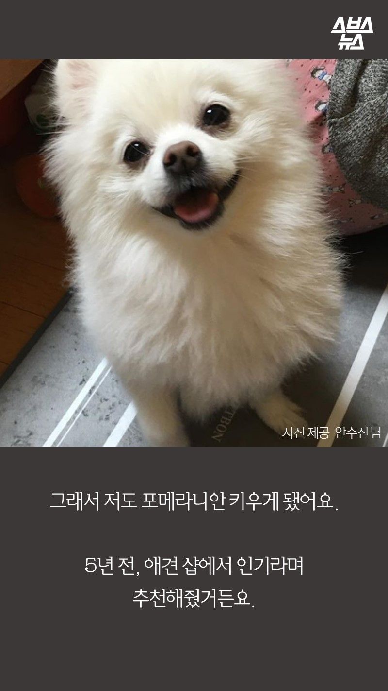 그래서 저도 포메라니안 키우게 됐어요.

5년 전, 애견 샵에서 인기라며
추천해줬거든요.
