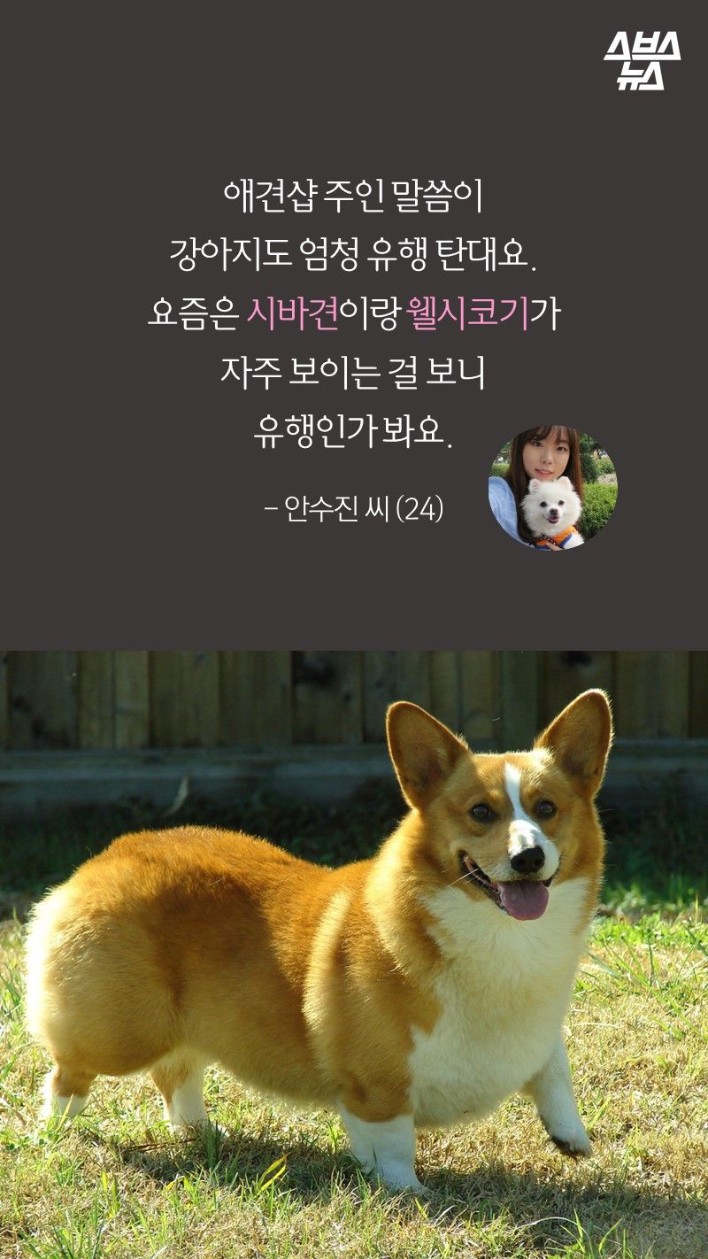 애견샵 주인 말씀이 
강아지도 엄청 유행 탄대요. 
요즘은 시바견이랑 웰시코기가
자주 보이는 걸 보니
유행인가 봐요.
 
- 안수진 씨 (24) 
