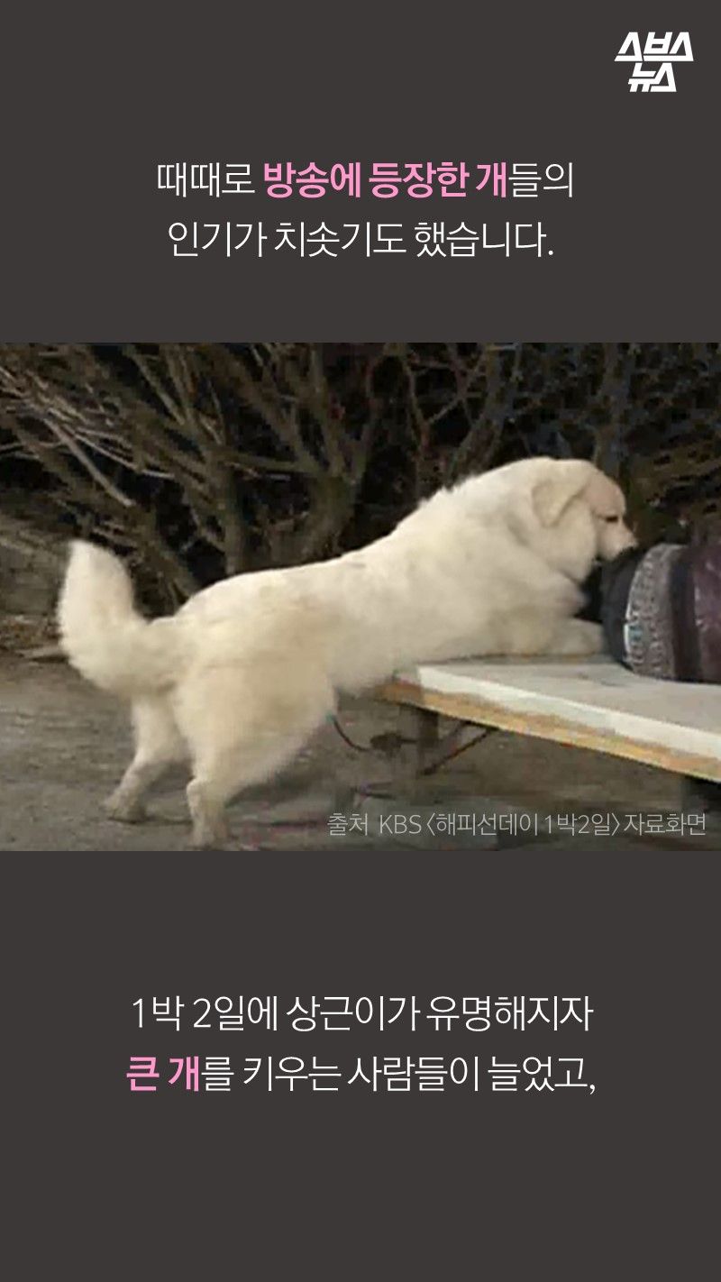 때때로 방송에 등장한 개들의
인기가 치솟기도 했습니다.

1박 2일에 상근이가 유명해지자
큰 개를 키우는 사람들이 늘었고,
