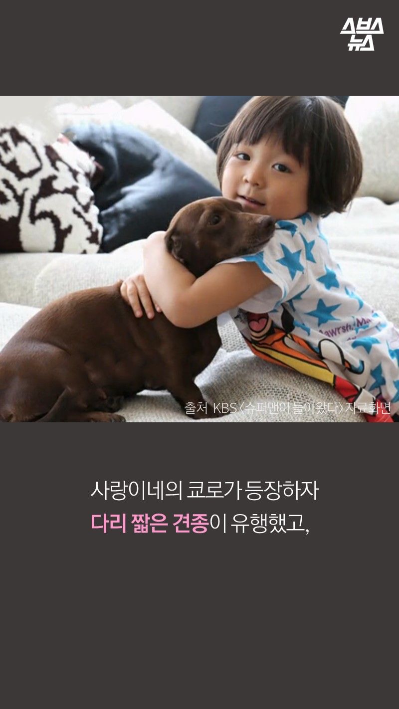 사랑이네의 쿄로가 등장하자
다리 짧은 견종이 유행했고,