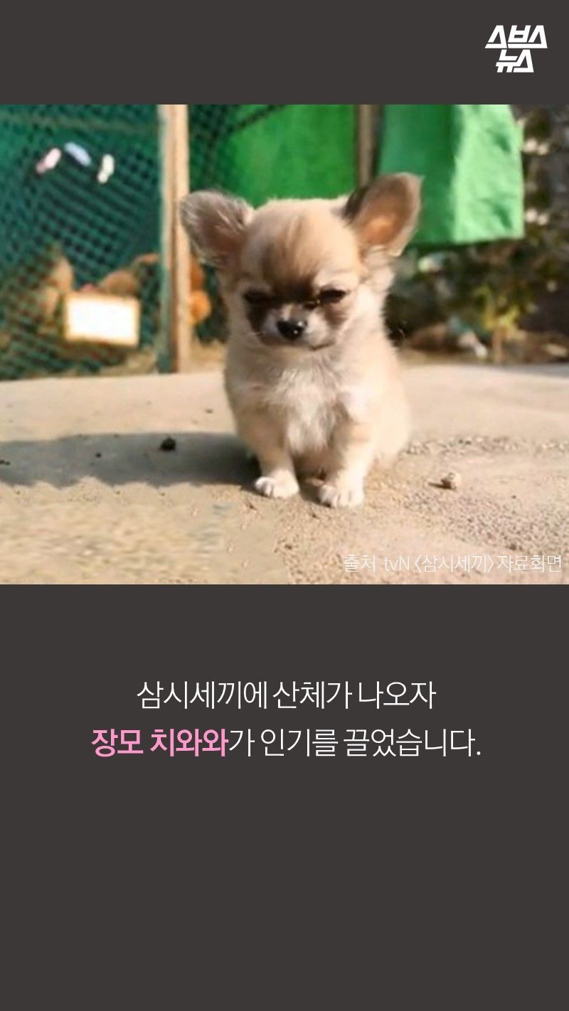 삼시세끼에 산체가 나오자
장모 치와와가 인기를 끌었습니다.
