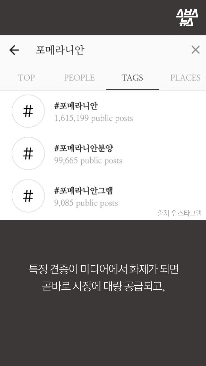 특정 견종이 미디어에서 화제가 되면
곧바로 시장에 대량 공급되고,
