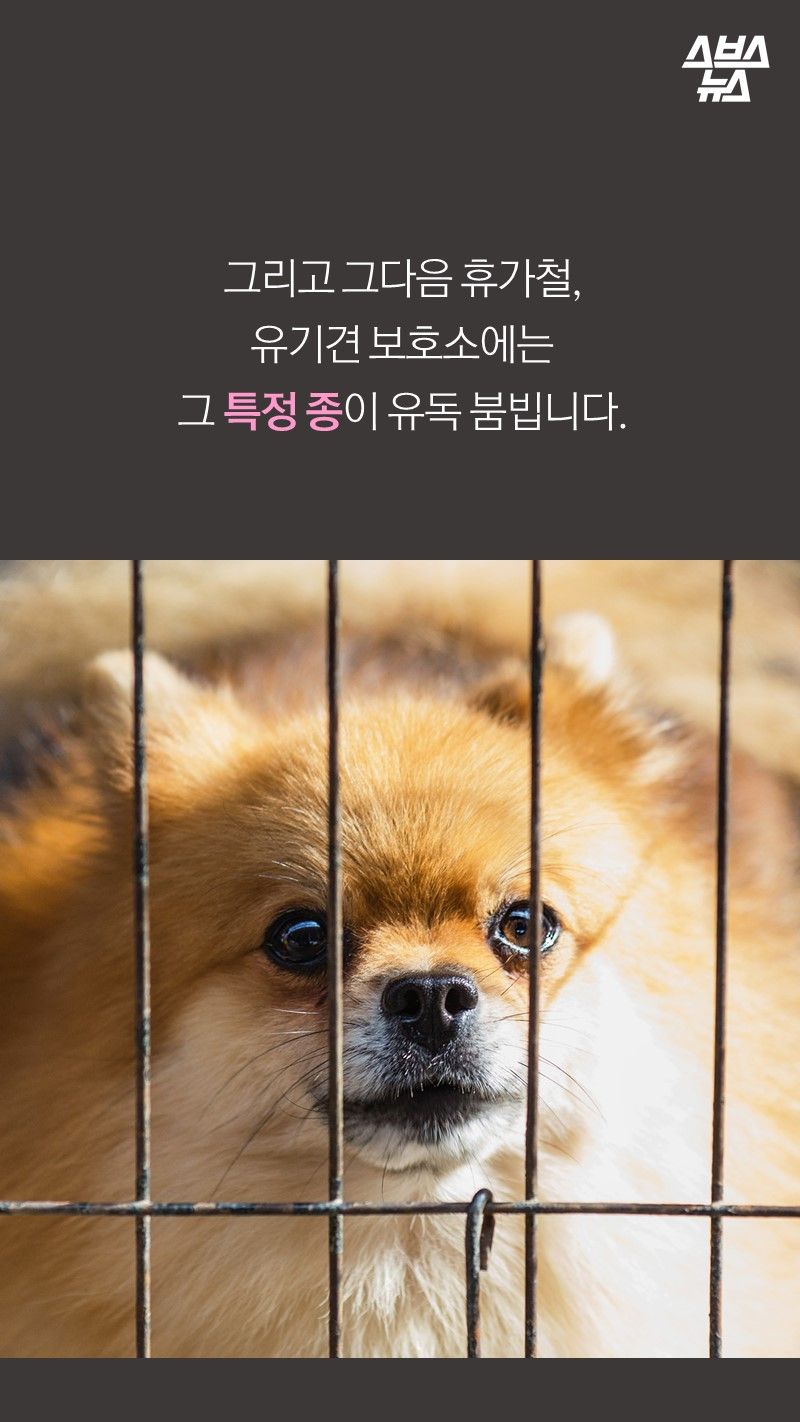 그리고 그다음 휴가철,
유기견 보호소에는
그 특정 종이 유독 붐빕니다.
