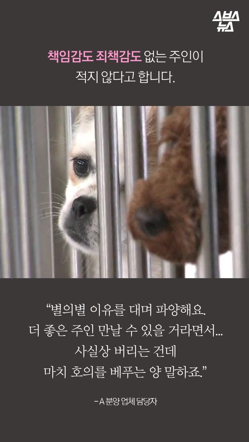책임감도 죄책감도 없는 주인이
적지 않다고 합니다.

“별의별 이유를 대며 파양해요.
더 좋은 주인 만날 수 있을 거라면서...
사실상 버리는 건데
마치 호의를 베푸는 양 말하죠.”

- A 분양 업체 담당자

