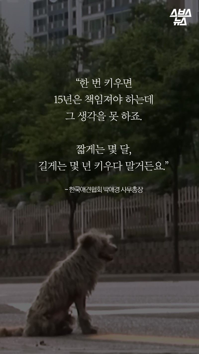 “한 번 키우면
15년은 책임져야 하는데
그 생각을 못 하죠.

짧게는 몇 달,
길게는 몇 년 키우다 말거든요.”

- 한국애견협회 박애경 사무총장