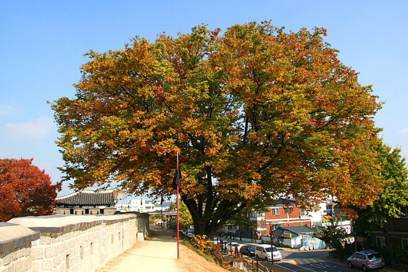 [라이프] 정조의 꿈, 조선의 꿈…수원화성 성곽길을 걷다 ②