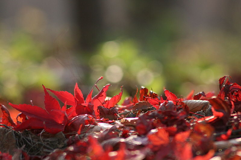 [라이프] 정조의 꿈, 조선의 꿈…수원화성 성곽길을 걷다 ②
