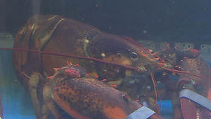 [오!클릭] 바닷가재도 고통 느껴&hellip;"산 채로 요리 금지"