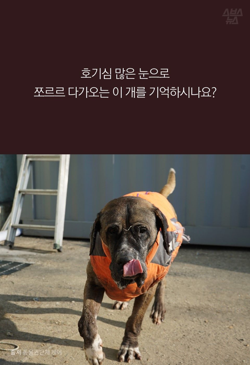 호기심 많은 눈으로
쪼르르 다가오는 이 개를 기억하시나요?
