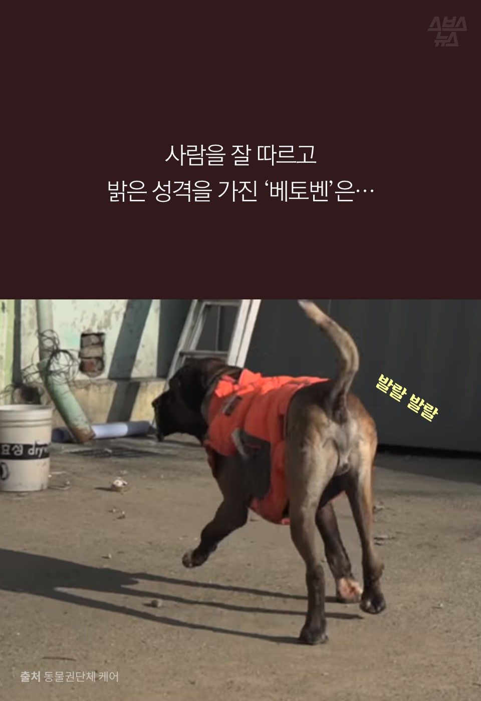 사람을 잘 따르고 
밝은 성격을 가진 ‘베토벤’은…
